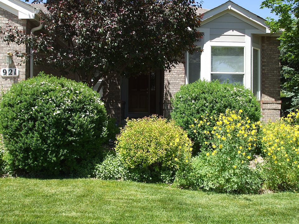 Backyard in Summer