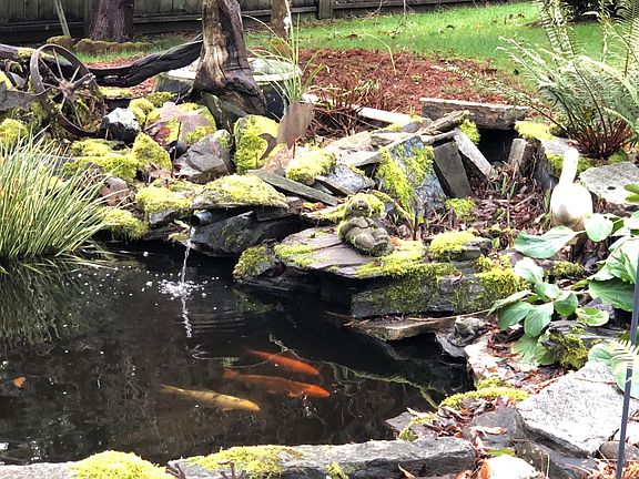 2- koi pond