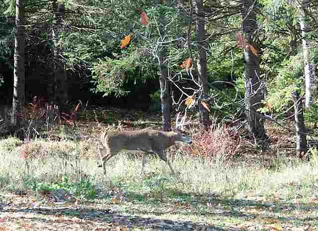 2nd image of 225959 Deer Tail Ln