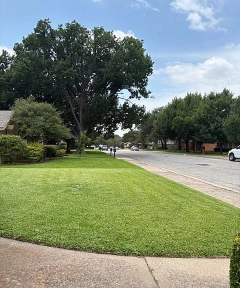beautiful, quiet street with mature trees