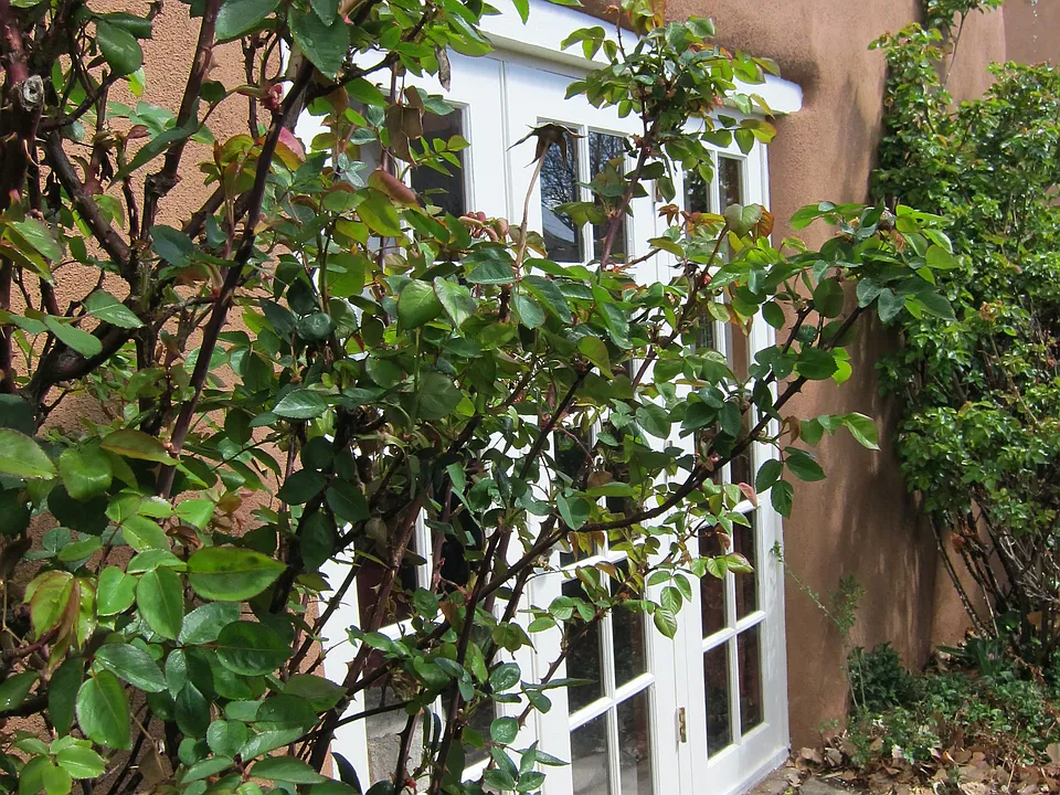 Southside with rose bushes