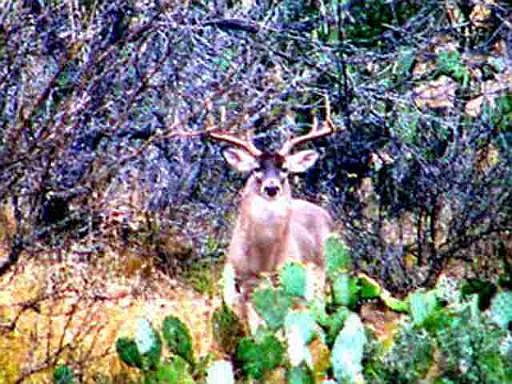 2nd image of 302 AC HWY 173