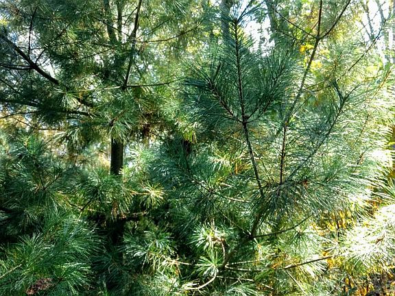  Beautiful pine trees on lot