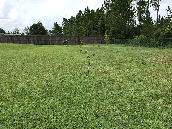 back yard fruit trees