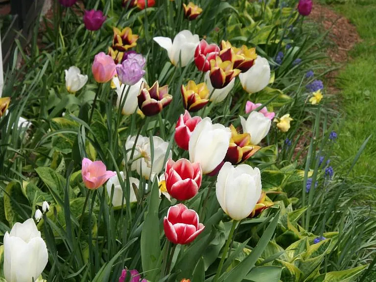 Spring daffodils and tulips growing outside the bedroom slider.
