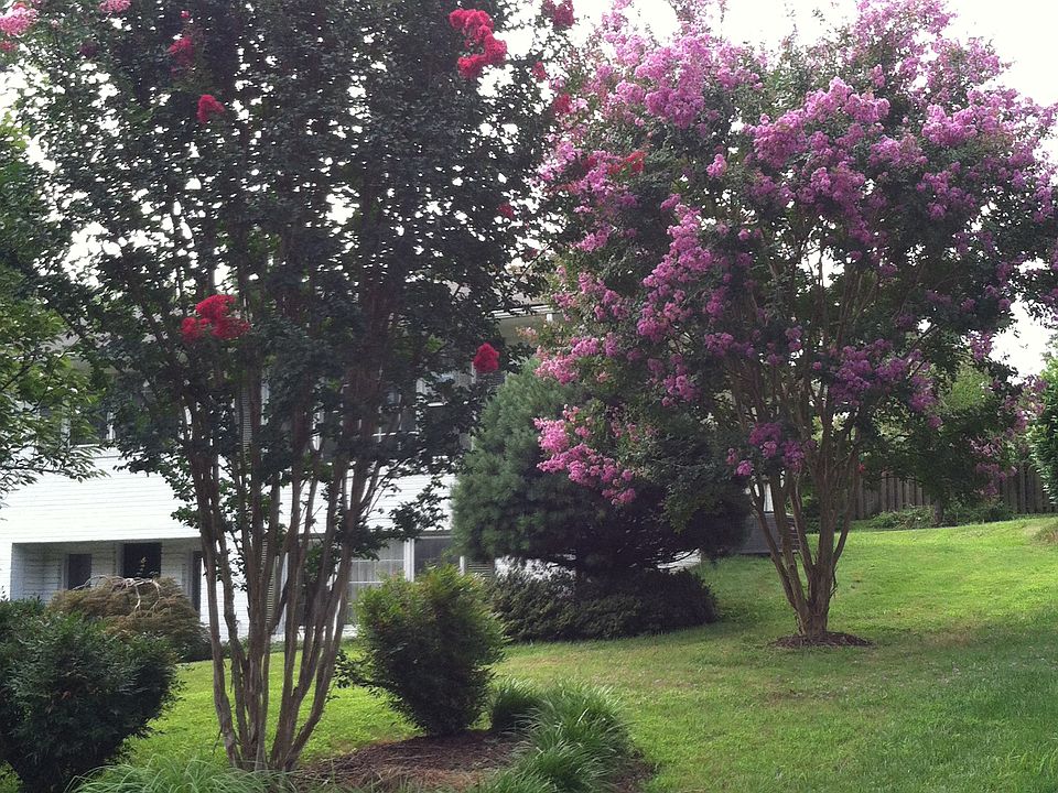 Mature crepe myrtles 