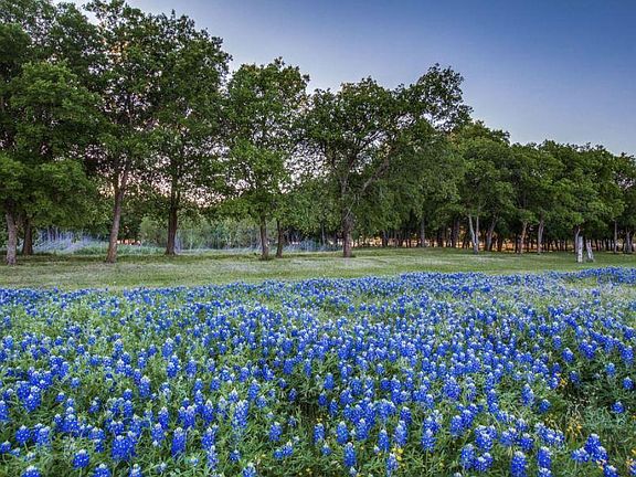 Bluebonnets in the spring