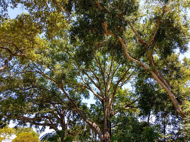 Lots of beautiful trees!