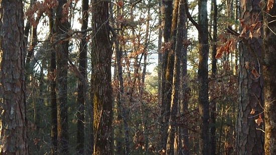 3rd image of 3.3 Acre Lot - 2 Lakeridge  Drive