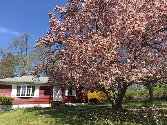 Beautiful magnolia tree in the front yard.
