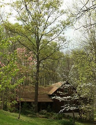 Tall oak in spring