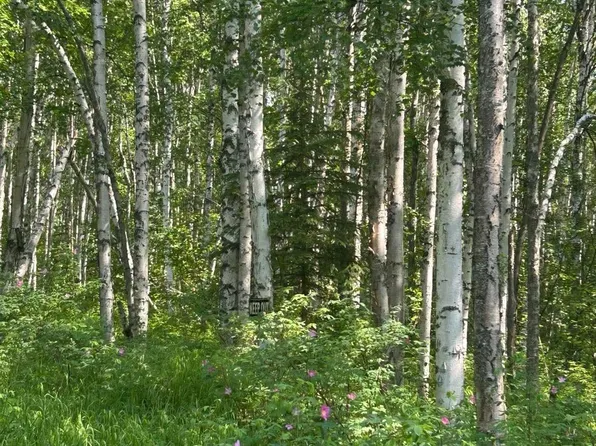 Nhn Elliott Hwy, Fairbanks, AK 99712