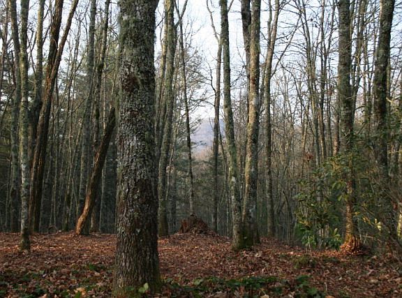 3rd image of 453 Black Bear Trl