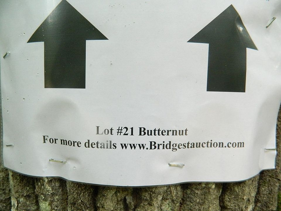 2nd image of 21 Butternut St