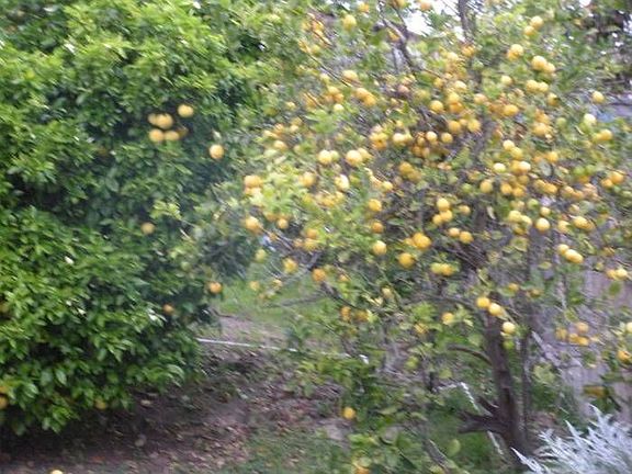 One of many fruit trees