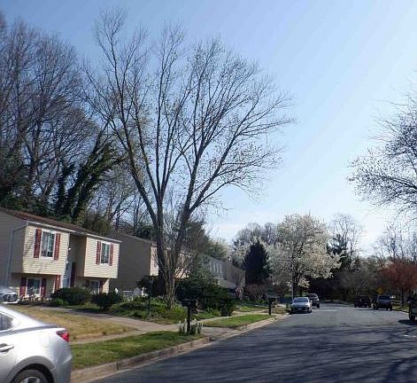 4th image of 443 Blossom Tree Dr