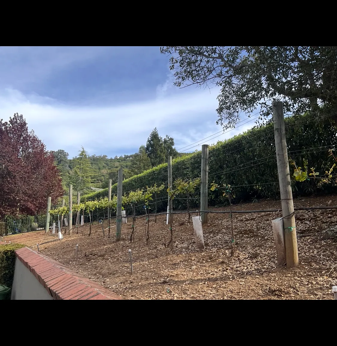 Tourney Loop, Los Gatos — Photo 4
