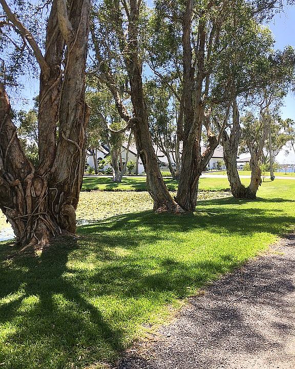 Trees lining the pond