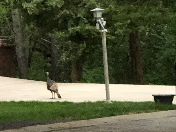 One of many wild life here 