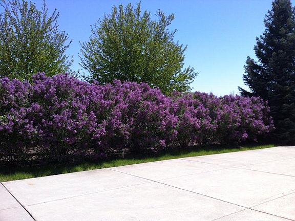 Lilac shrubs lining driveway