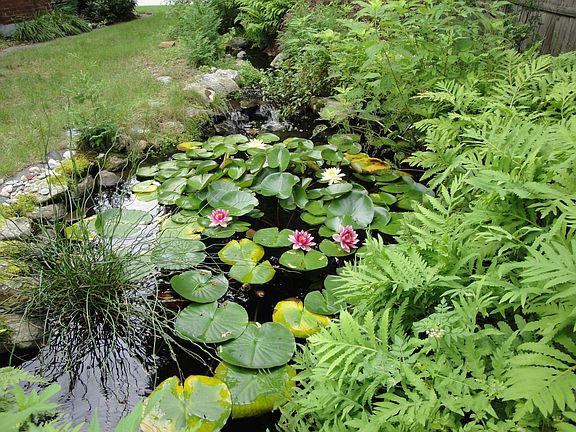 Koi pond with waterfall