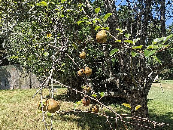 Loaded pear tree