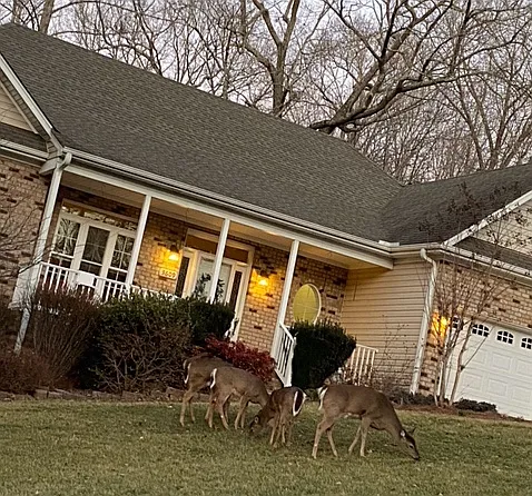 Side view w/deer grazing - 3609 Ridgecroft Dr