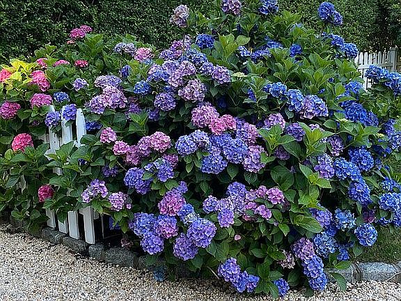 One of many Hydrangeas