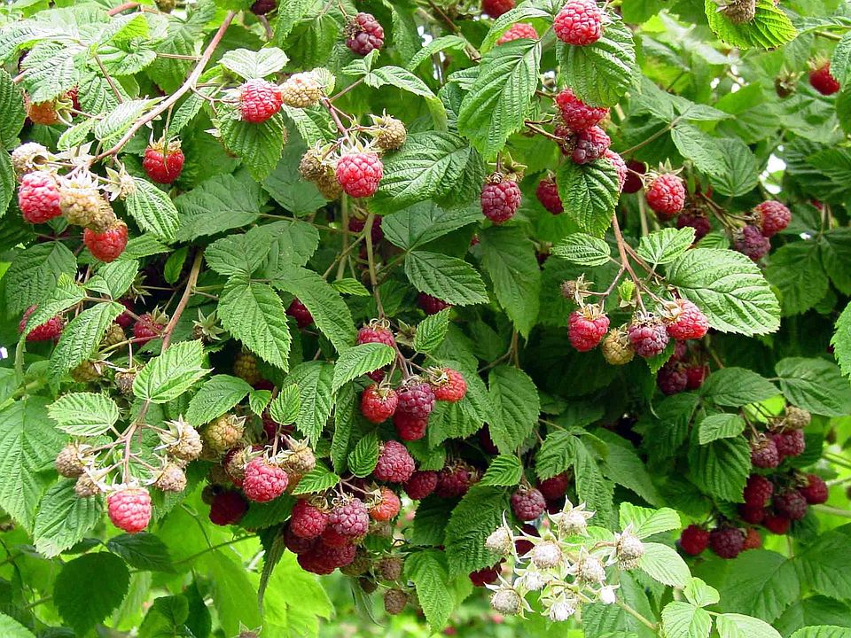 Meeker Red Raspberries