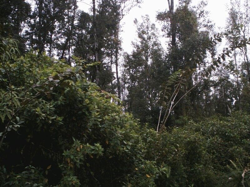 1st image of 9th Avenue Kalaunu Lot 966