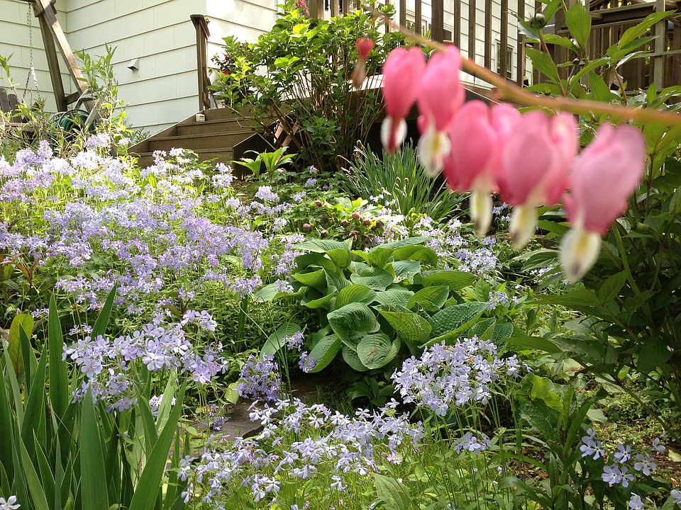 Springtime in the garden