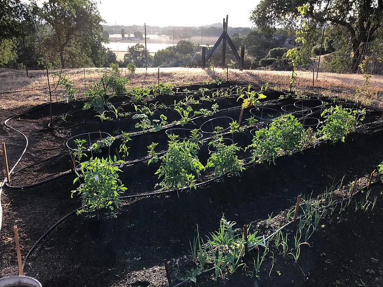 garden