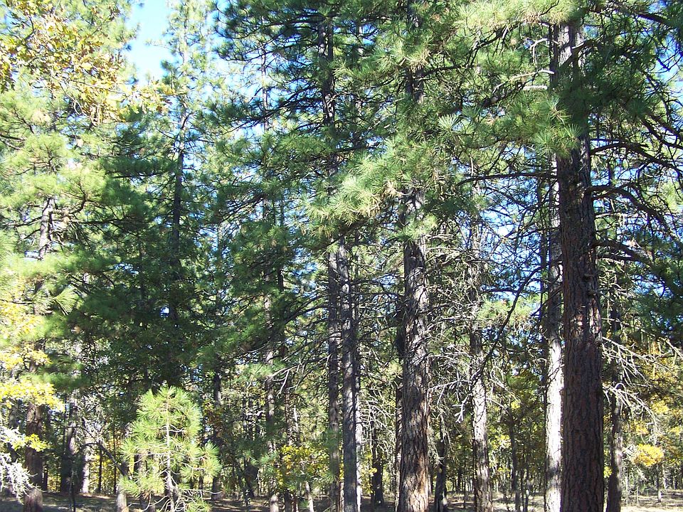 Towering pines