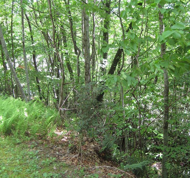 1st image of 56 Toxaway Ln
