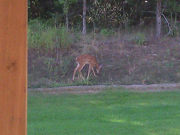 Wooded back yard