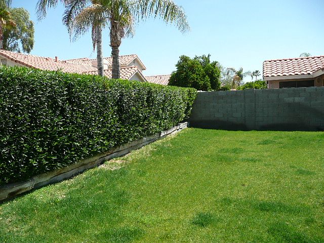 back yard