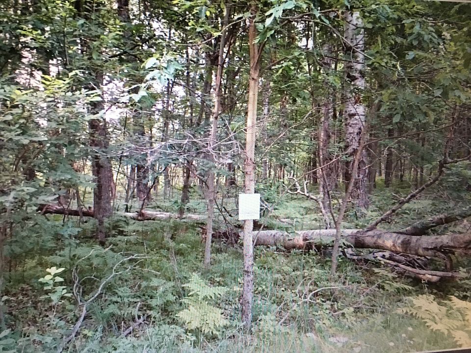 1st image of Woodland Dr
