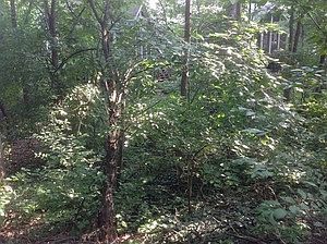 2nd image of Halma Ln Lot 35