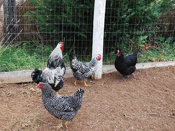 Pierre, Claire, Emma  Lacey