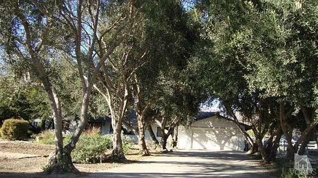 Incredible Olive trees shade the driveway.