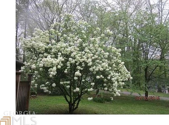 Beautiful Tree in front yard