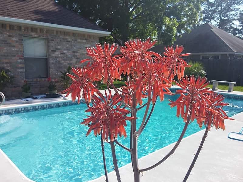 Beautiful Pool