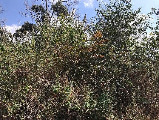 1st image of Coral Pkwy Lot 1