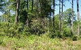 3rd image of LOT 1 Arbor Ln