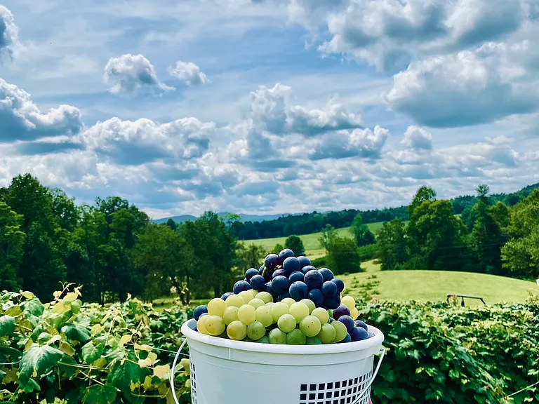 Jeter Mountain Farms
Basket with multiple grapes muscadine & french wine grapes