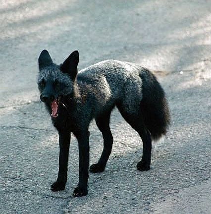 just saying 'good morning'