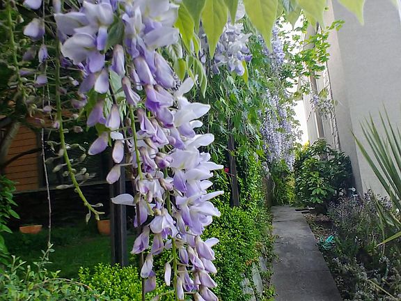 Walkway to front door.