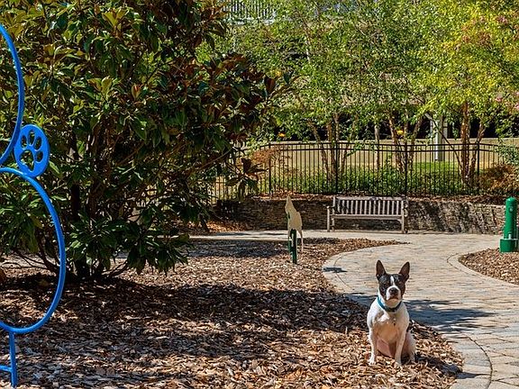 Dog Park