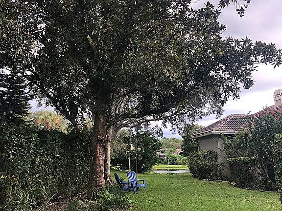 East Lawn—Magnolia trees