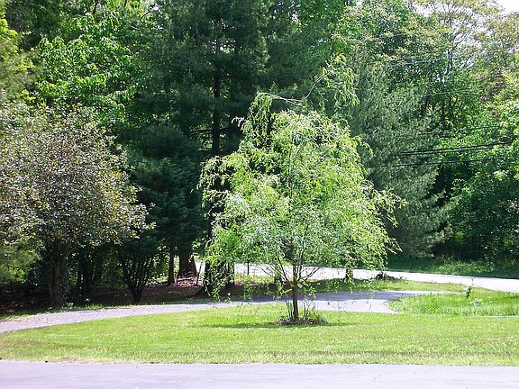 View from front of house to street (circle driveway)